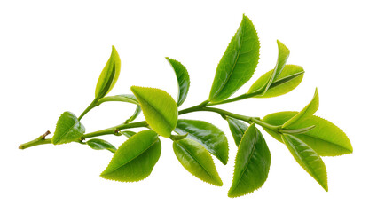 Green tea leaves branch fresh plant agriculture © Sarah