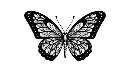 Black and white detailed butterfly with ornate wings © Johanna