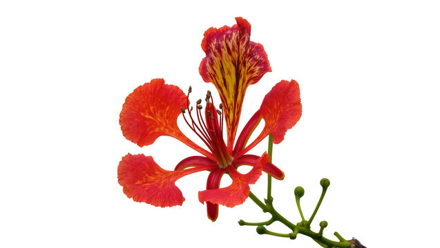 Flame tree flower with buds and stem