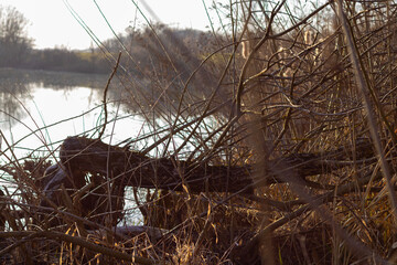 Fototapeta premium Fallen tree trunk on the shore of the Kettős-Körös river in early spring