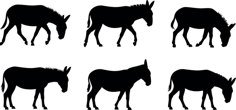 Donkey silhouette collection set with various walking standing and grazing farm animal positions isolated on a clean white background vector