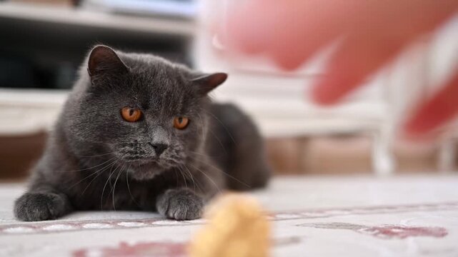 British shorthair cat playing with shiny golden candy on carpet floor.