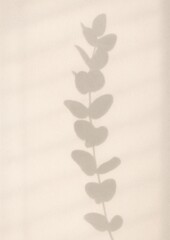 Obraz premium Minimalist leaf shadow elegance