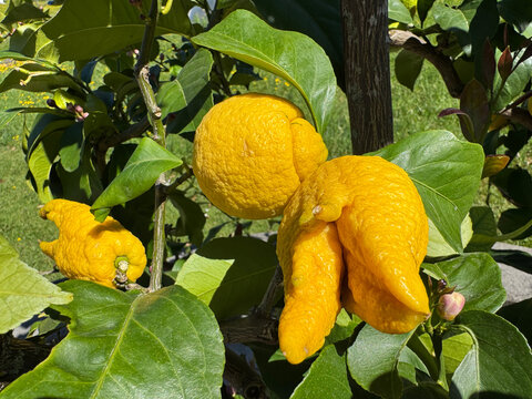 Lemon (Citrus limon, Burm. f.), Zitrone, Limone, Citronnier, Limone, Limonero, Limonovec, Limona, Citrone, Limun - Botanical Garden of the University of Zurich, Switzerland