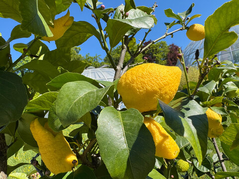 Lemon (Citrus limon, Burm. f.), Zitrone, Limone, Citronnier, Limone, Limonero, Limonovec, Limona, Citrone, Limun - Botanical Garden of the University of Zurich, Switzerland