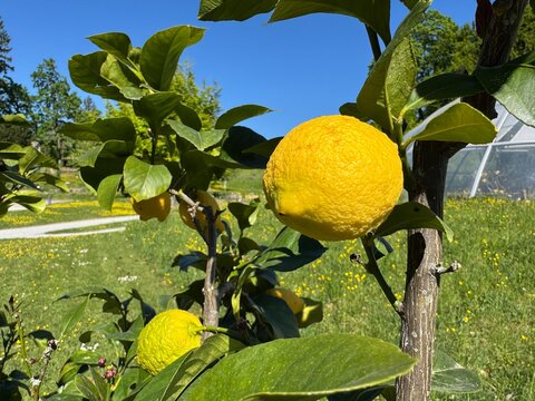 Lemon (Citrus limon, Burm. f.), Zitrone, Limone, Citronnier, Limone, Limonero, Limonovec, Limona, Citrone, Limun - Botanical Garden of the University of Zurich, Switzerland