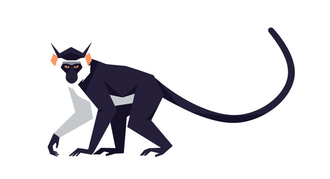 Slender black and white monkey with a long curved tail and orange ears shown walking in a side profile illustration.