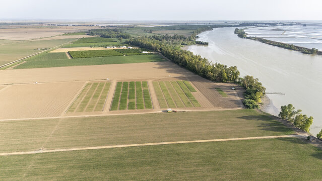 Aerial view of agricultural fields of Finca El Majano next to the Guadalquivir river with lush green trees in Coria del Rio, Andalusia, Spain.