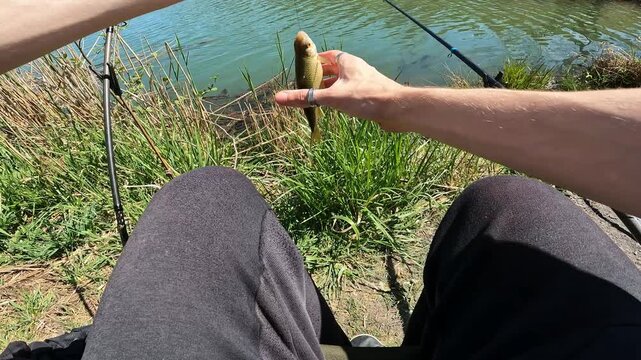 Angler Holding Caught Common Roach (Rutilus rutilus) Fish in Hand. First Person View of Successful Freshwater Fishing.
