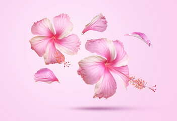 Floating pink hibiscus flowers and petals on pastel pink background with copy space. Tropical floral composition for beauty, wellness, skincare and feminine branding. © Riza 