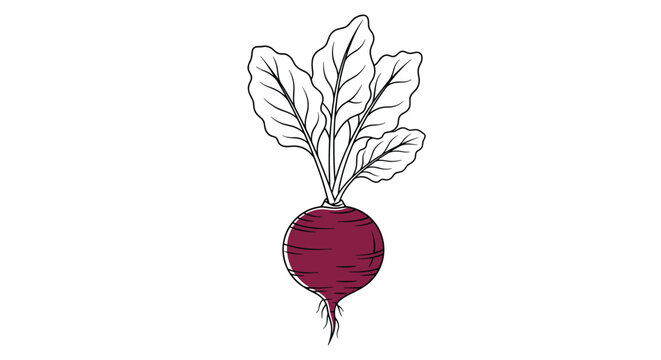 Hand-drawn illustration of a beetroot with its large green leaves features a deep purple root and detailed line work for a natural look.