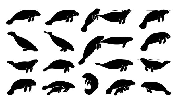 Black manatee marine wildlife silhouette set isolated on white background