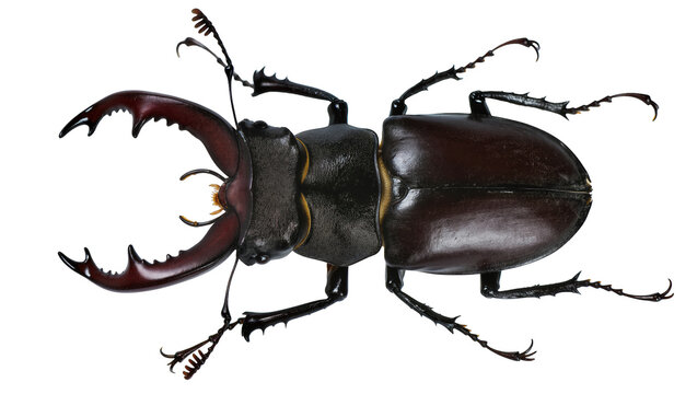 Stag beetle with large mandibles dark brown exoskeleton, yellow accents