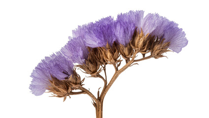 Purple statice flower cluster with brown buds and stem © Sarah