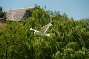 Fototapeta premium Seagull flying over trees in a city under a clear blue sky during the afternoon. Nature in an urban setting.