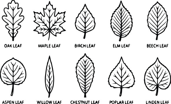 Tree Leaf Outline Collection