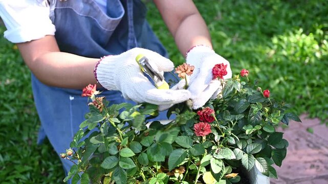 Gardening lifestyle planting hobbies trees gardener pruning rose gloves backyard sunlit garden nurturing care peaceful outdoor scene with shears green leaves red blooms
