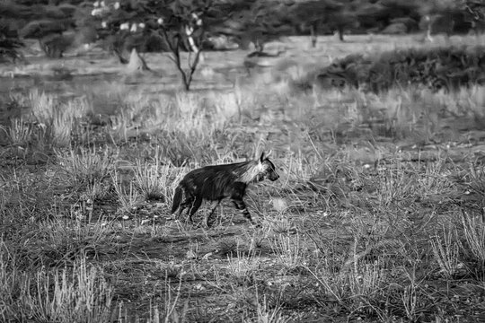 Brown hyena in the night