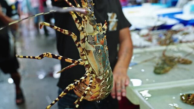 Fishmonger holding live spiny lobster for sale at seafood market in Thailand