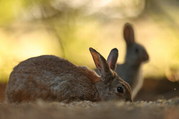 Królik europejski, królik dziki (Oryctolagus cuniculus), rabbit © Bartosz Rakoczy