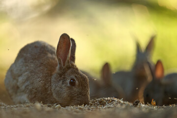 Królik europejski, królik dziki (Oryctolagus cuniculus), rabbit © Bartosz Rakoczy