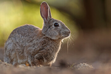 Królik europejski, królik dziki (Oryctolagus cuniculus), rabbit © Bartosz Rakoczy