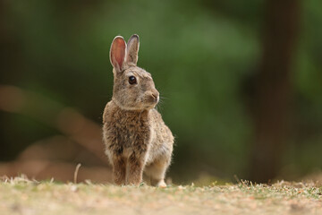 Królik europejski, królik dziki (Oryctolagus cuniculus), rabbit © Bartosz Rakoczy