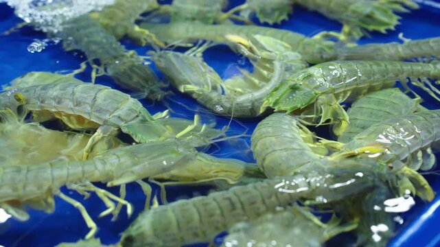 Closeup of live mantis shrimp in seafood tank at fish market in Thailand