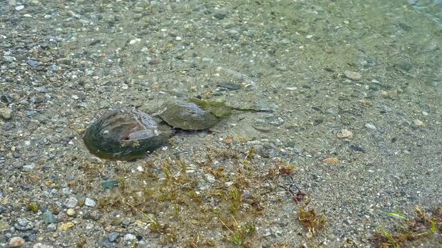 Atlantic horseshoe crabs mating in the clear shallow water of the shoreline. The male crab clings to the larger female's back