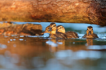 kaczka krzyżówka (Anas platyrhynchos) © Bartosz Rakoczy