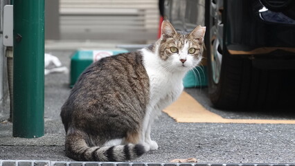 Fototapeta premium かわいい野良猫