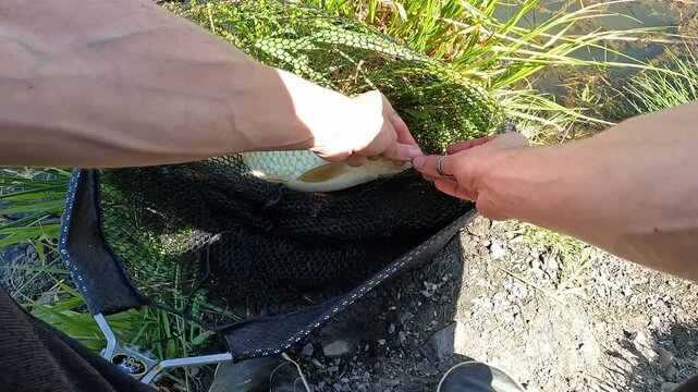 Fisherman carefully removing a hook from a Common Carp (Cyprinus carpio) in a landing net. Catch and release sport fishing and fish welfare.