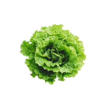 Fresh Green Lettuce Head Isolated for Healthy Eating and Salad