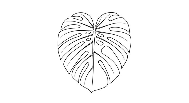 Monstera leaf outline, heart shape, tropical plant illustration, isolated on white