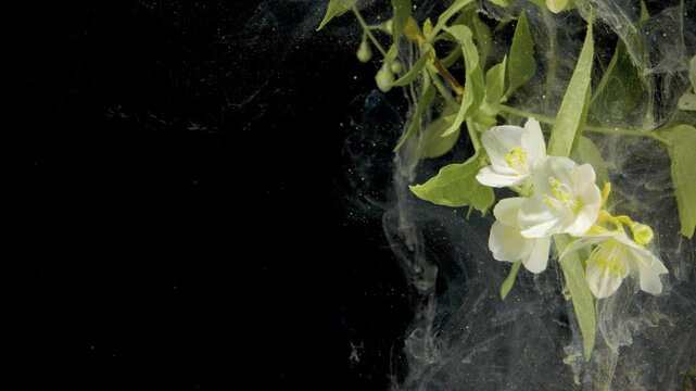 White blossom submerged in black water drifts with leafy branch and ink tendrils, macro slow motion floral cascade evoking calm studio atmosphere