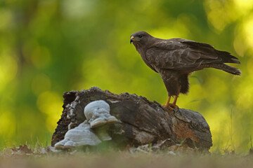 Myszołów (Buteo buteo), buzzard © Bartosz Rakoczy