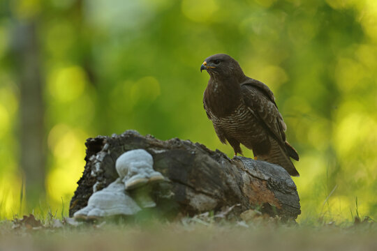 Myszoł&oacute;w (Buteo buteo), buzzard