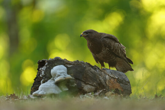 Myszoł&oacute;w (Buteo buteo), buzzard