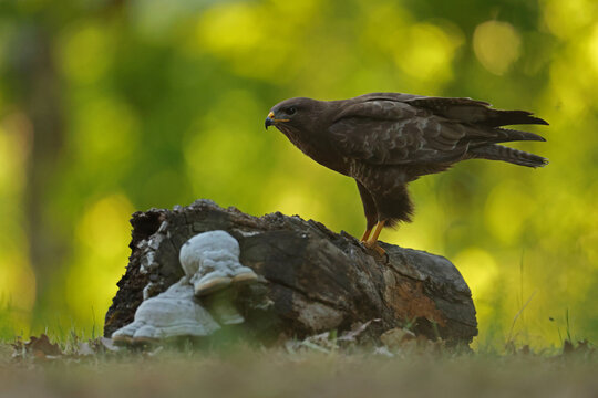 Myszoł&oacute;w (Buteo buteo), buzzard