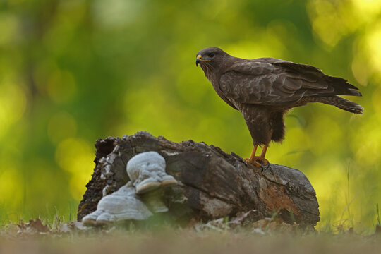 Myszoł&oacute;w (Buteo buteo), buzzard