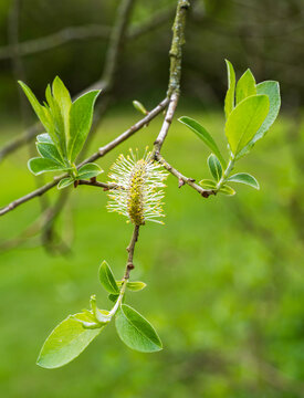 Goat willow, Salix caprea, male catkin and anther and leaves, Spring, UK.