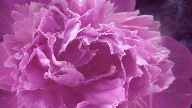 Vibrant peony closeup with swirling ink, frilled petals ripple through inky plumes, artistic backdrop for editorial botanicals and luxury product