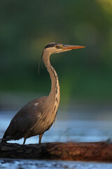 Czapla siwa (Ardea cinerea) © Bartosz Rakoczy