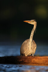 Czapla siwa (Ardea cinerea) © Bartosz Rakoczy