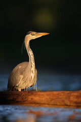 Czapla siwa (Ardea cinerea) © Bartosz Rakoczy
