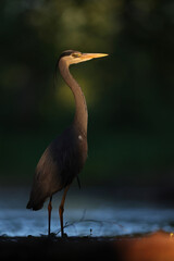 Czapla siwa (Ardea cinerea) © Bartosz Rakoczy