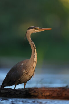 Czapla siwa (Ardea cinerea)