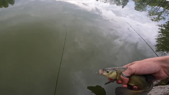 Catch and Release: Angler Gently Returning Tench (Tinca tinca) to Lake Water from Grassy Shoreline.