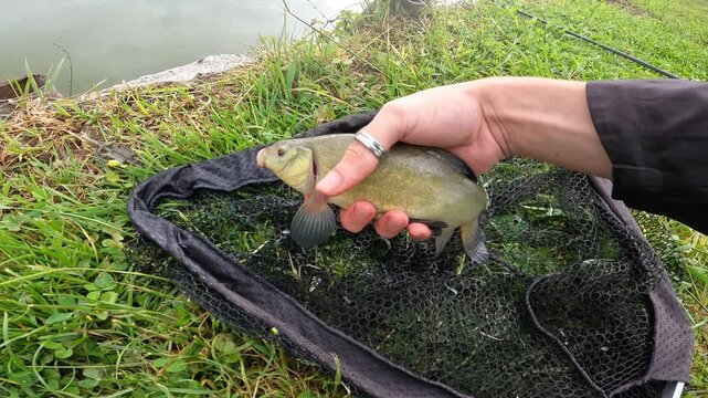 Close-Up of Hand Picking Up Caught Tench (Tinca tinca) from Landing Net on Grassy Bank, Freshwater Fishing.