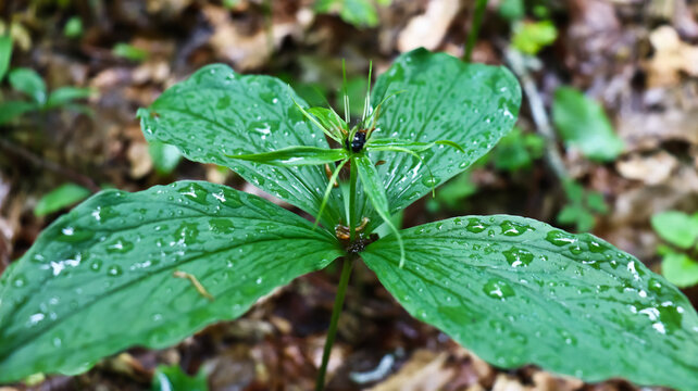 Herb-paris (Paris quadrifolia). Poisonous plant with fruit and green leaf
Herb Paris (Paris quadrifolia) berry. Blue-black berry-like capsule and bracts of woodland plant in the family Melanthiaceae
